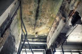 Best Attic Mold Removal  in USA